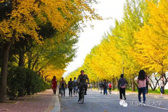 全景沈农之银杏流金_沈阳农业大学_零二七艺考