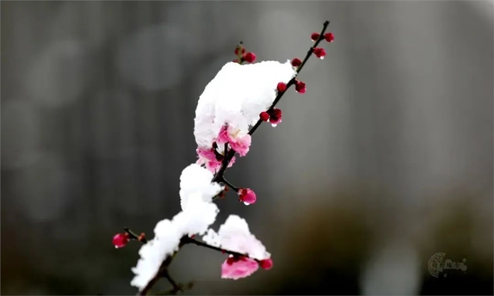 雪落成诗,航拍临大傲雪红梅开,不一样的视角一样的思念