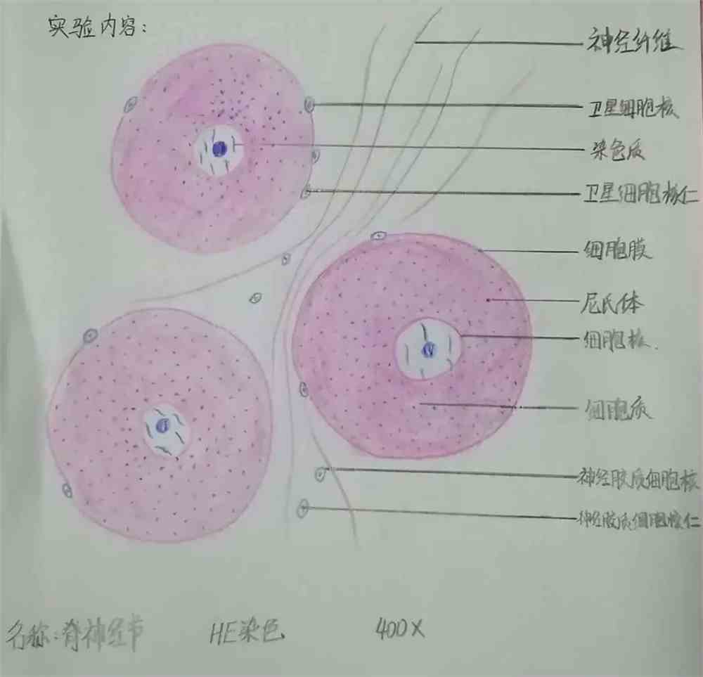 组织学与胚胎学实验课