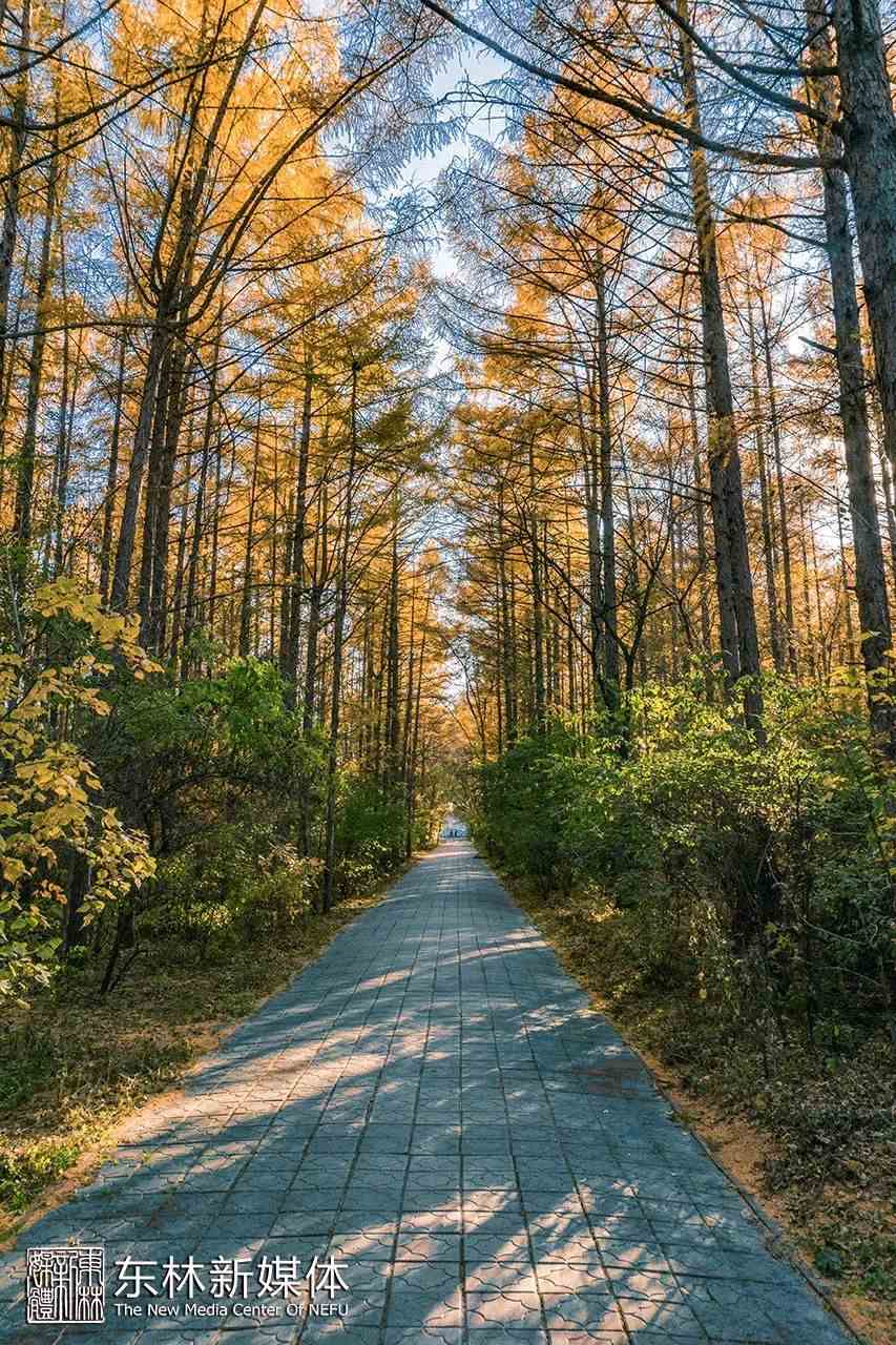 校庆日 | 七十春秋小林场常绿,万千学子东林魂永传