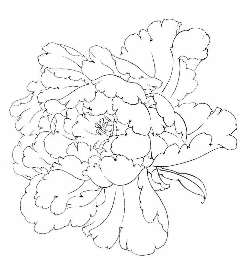 工笔画牡丹花房花蕊叶子枝干的画法及设色