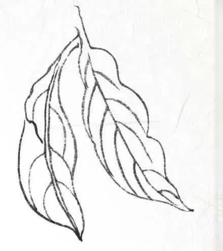 工笔白描各类叶子的画法适合收藏练习