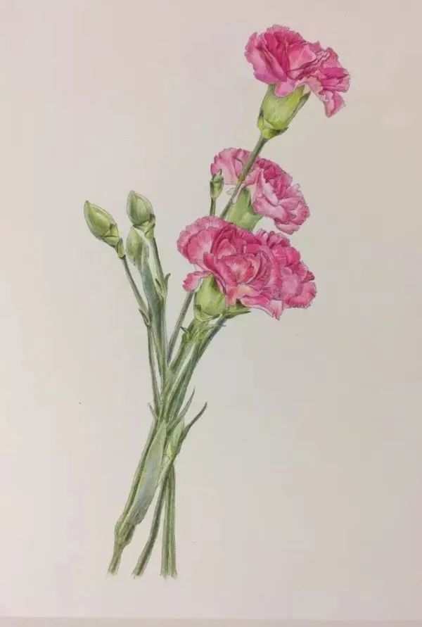水彩颜料,铅笔,橡皮,留白胶 水彩画康乃馨绘画步骤: 步骤一:绘制线稿