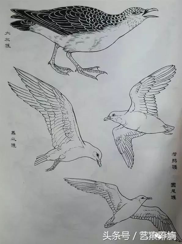 画谱丨鸟类