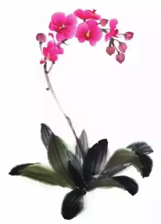 国画技法蝴蝶兰的画法附写生稿
