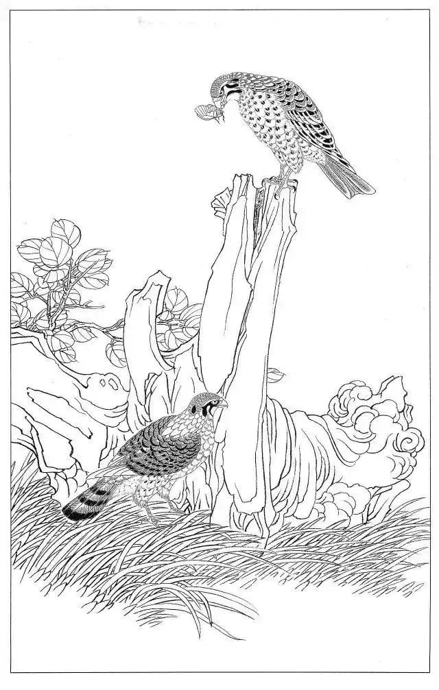 工笔画素材鹰白描图