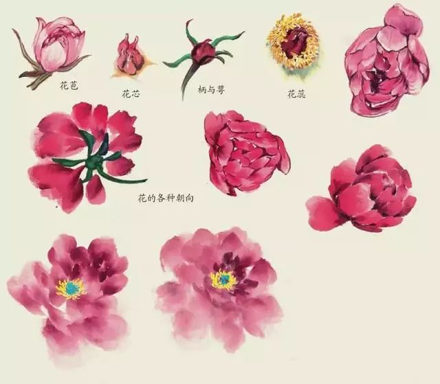 各种花卉的写意画法,很实用,收藏起来慢慢学