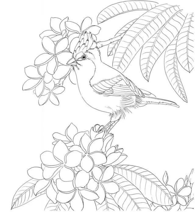 素材100种鸟类的线描稿