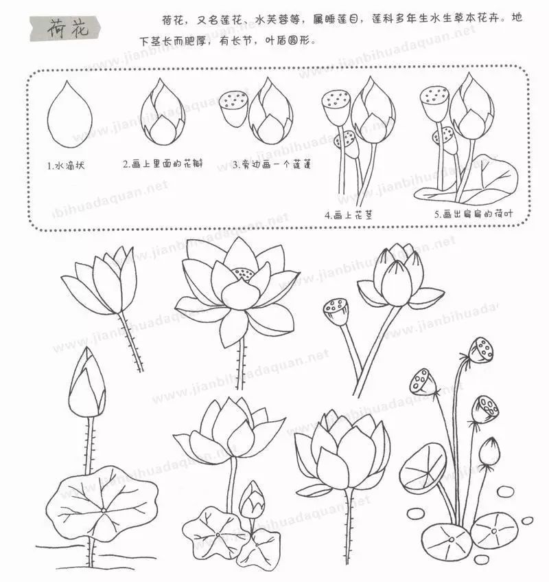 "接天莲叶无穷碧,映日荷花别样红"就是对荷花之美的真实写照.