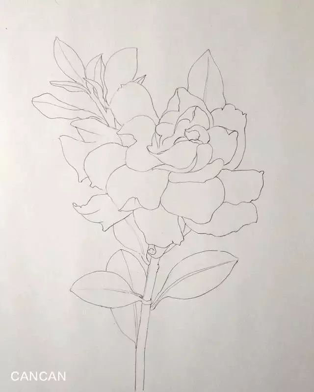 彩铅画教程栀子花