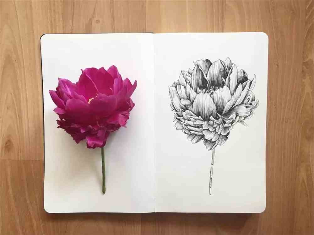 这组花卉素描真美