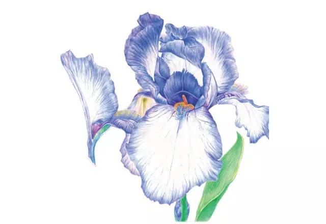 鸢尾花彩铅画法步骤图彩铅