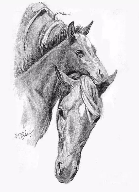 80张精美动物素描画合集收藏学画