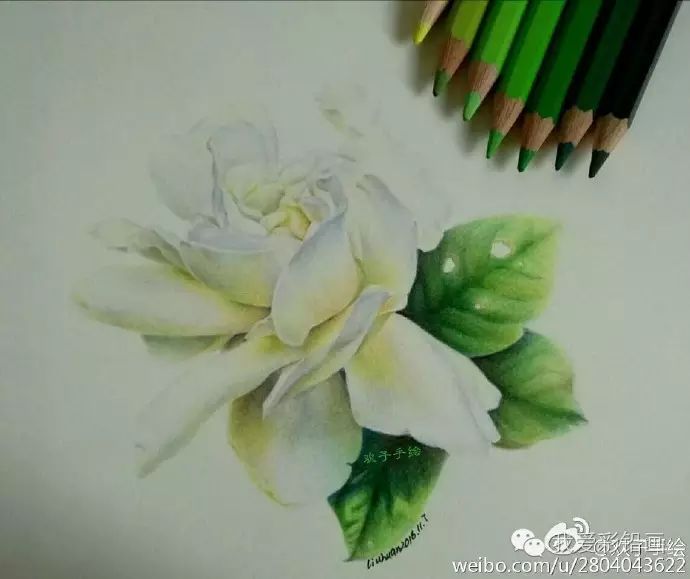 彩铅作品来一组洁白香气四溢的栀子花