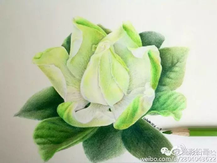 彩铅作品来一组洁白香气四溢的栀子花