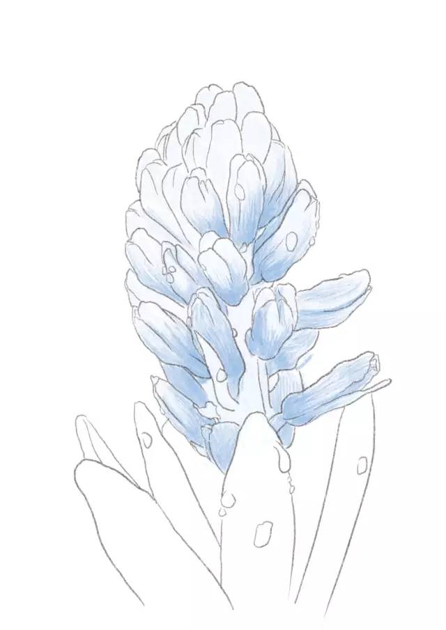 【彩铅教程】彩铅风信子,超详细(新手适用)_素描教程绘画学院_零二七