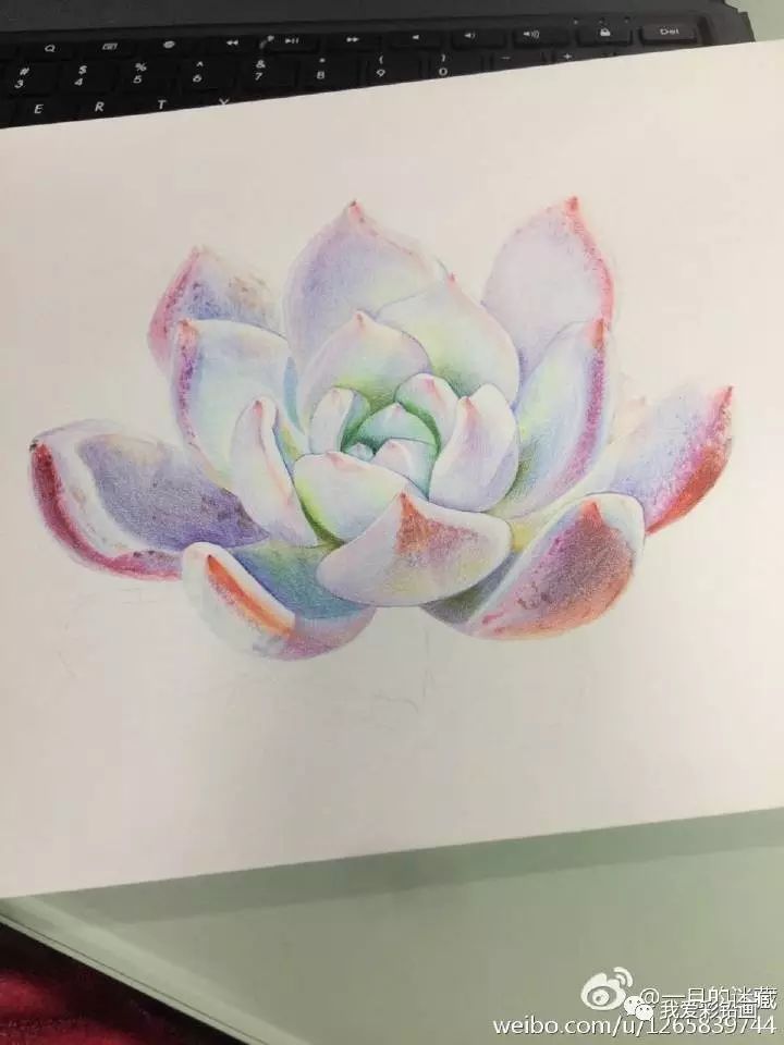 【彩铅作品】小清新多肉植物～～_素描教程绘画学院_零二七艺考