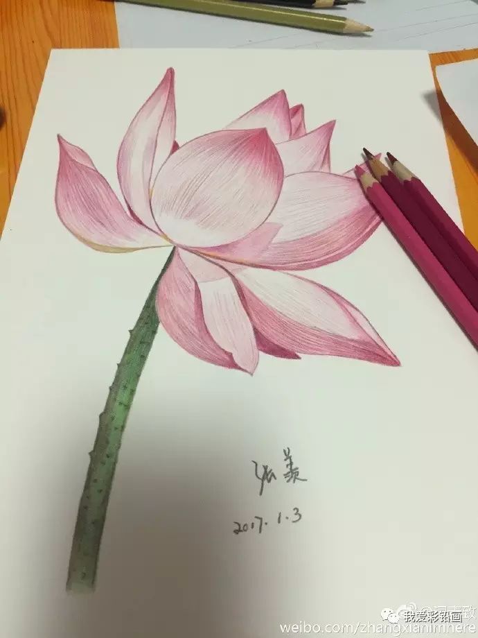 荷花在彩铅花卉圈的地位无可取代~~_素描教程绘画学院_零二七艺考