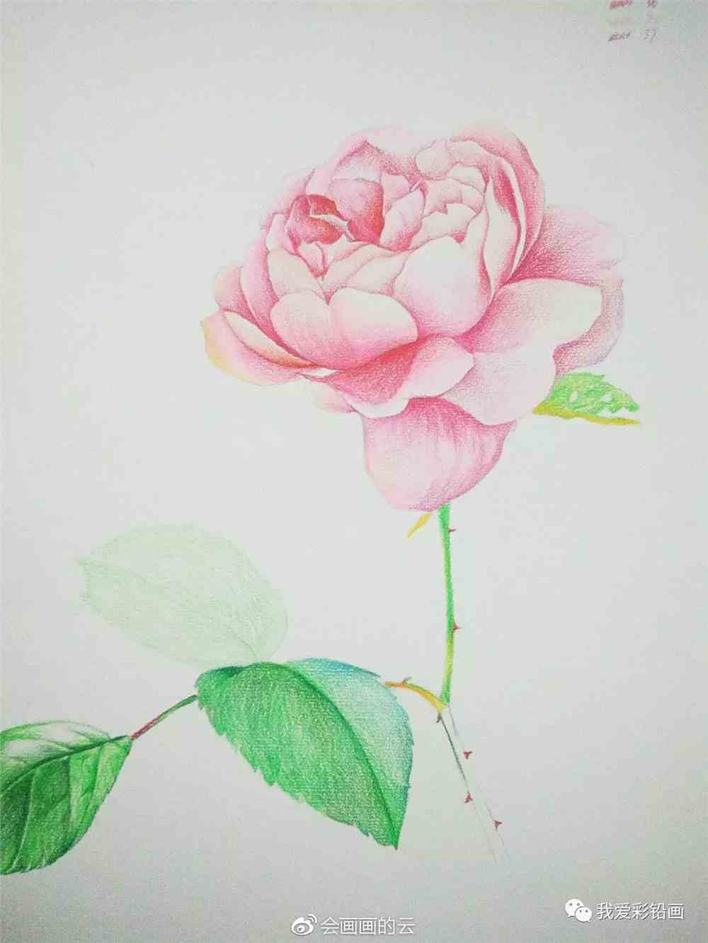【小教程】画一朵花花送给你们