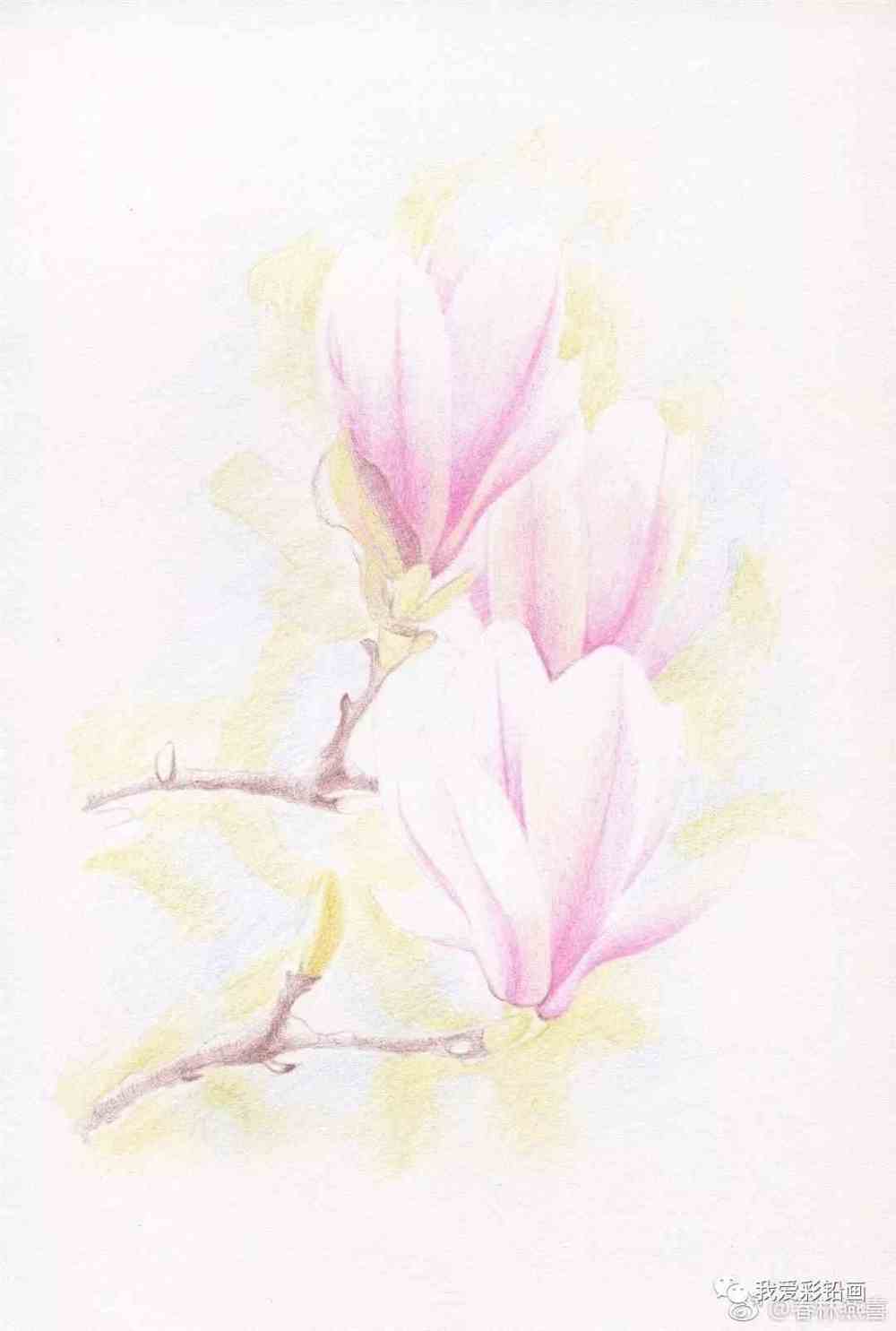 仙气逼人的玉兰花~~彩铅画出来美美的!_素描教程绘画