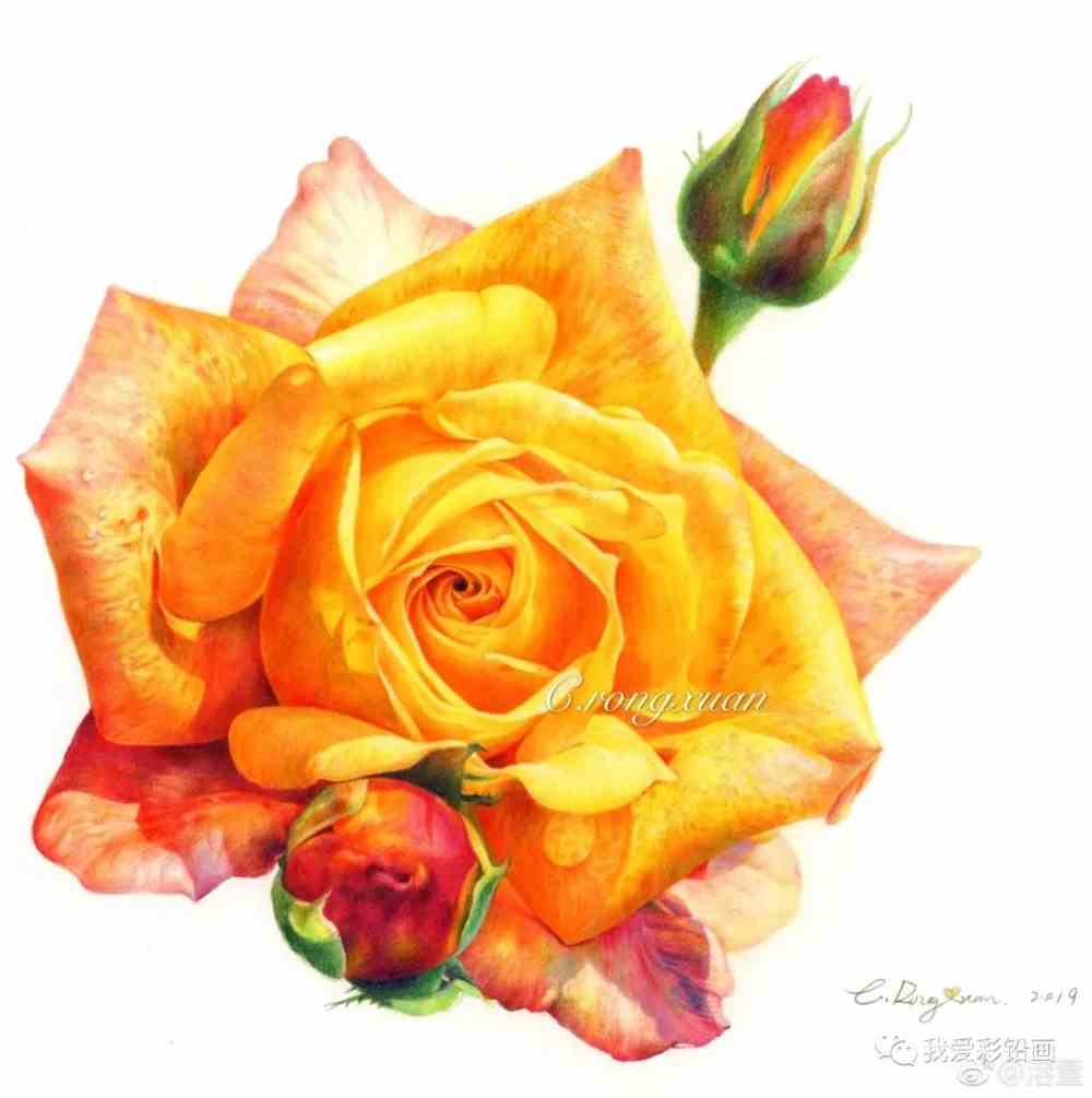 绚丽夺目的黄玫瑰,彩铅手绘_素描教程绘画学院_零二七