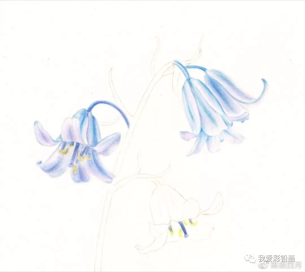 【手绘教程】彩铅圆叶风铃草_素描教程绘画学院_零二七艺考