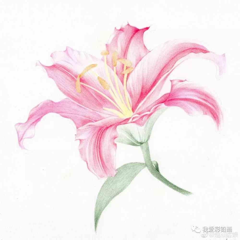 彩铅手绘百合花~~基础彩铅也能画!