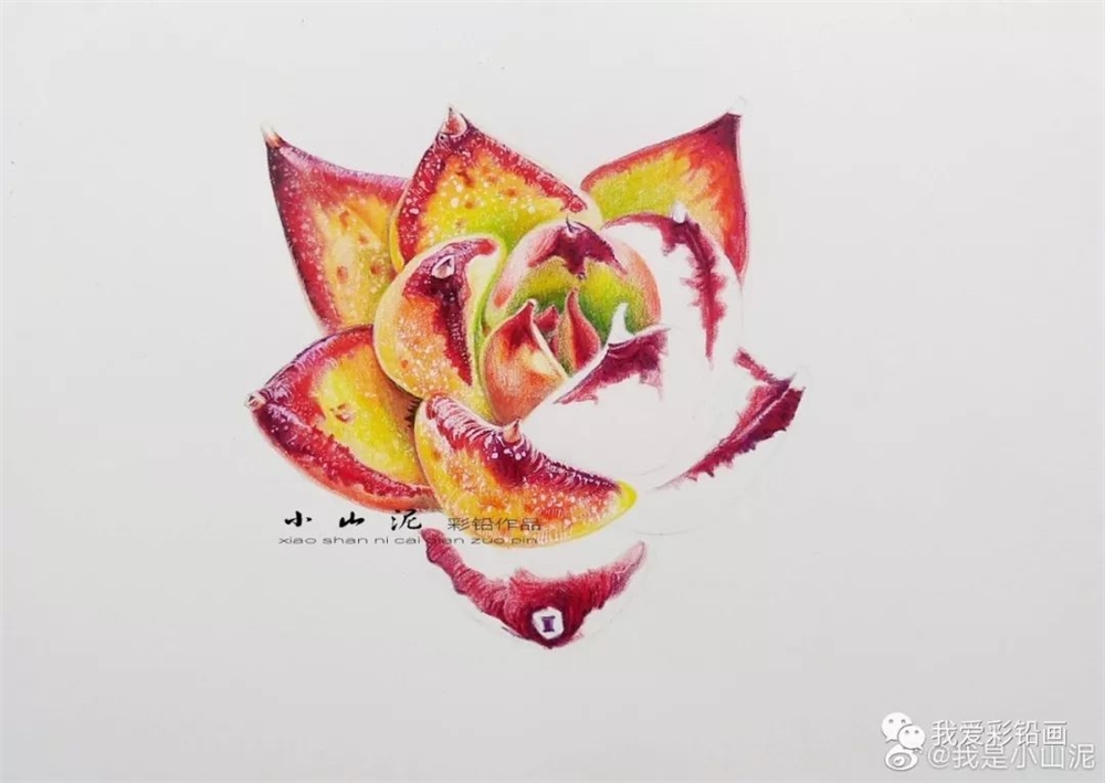 天气如火,也要坚持画画!彩铅手绘多肉