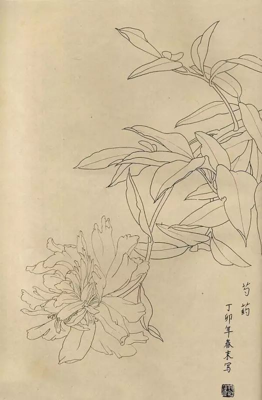 白描画百花图谱大全49p