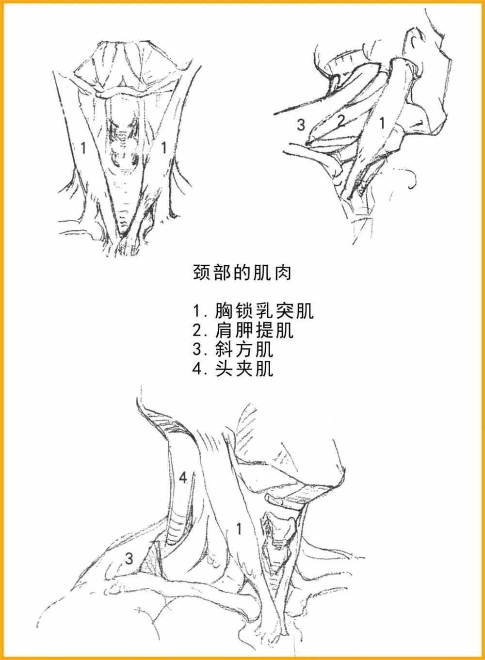 画好颈部是画好上身动态的关键如何画好颈部肌肉呢我们一起来学习
