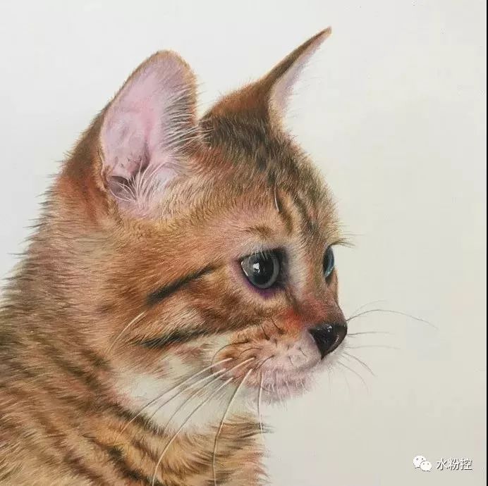 【彩铅】 写实的猫咪绘画步骤_水粉水彩_零二七艺考