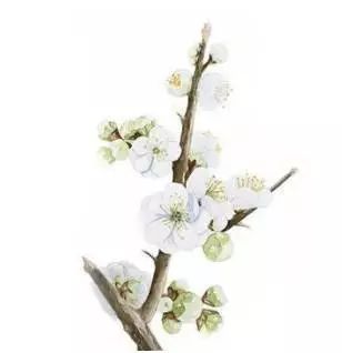 教程| 水彩梅花手绘教程