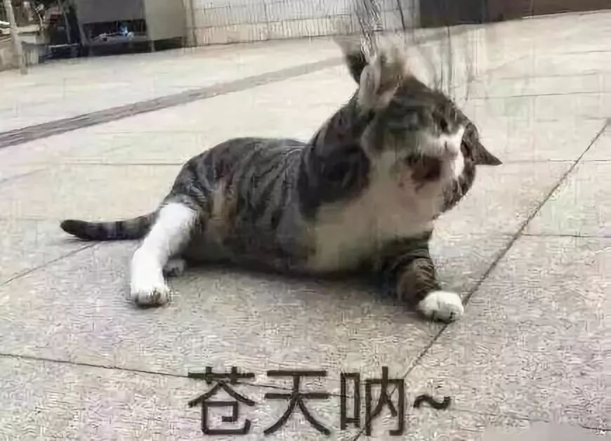 苍天啊,大地啊,是哪位观音菩萨指引我下凡渡劫,偏偏要生个娃娃当回妈?