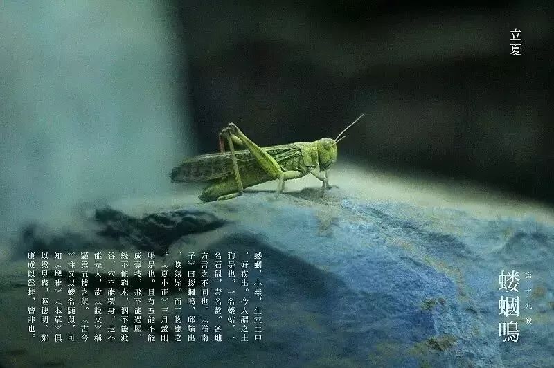 一候蝼蝈鸣,田间可以听