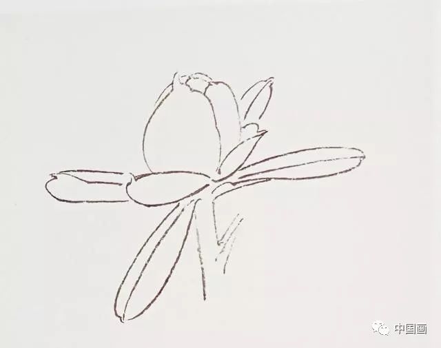 三,牡丹花苞白描特写画花蕊时要疏密变化有序,既整齐又不呆板,要形向