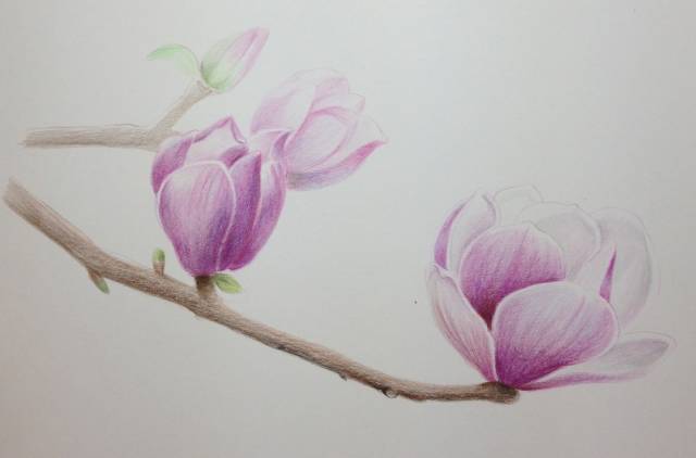 彩铅教程教你用彩铅画一枝玉兰花