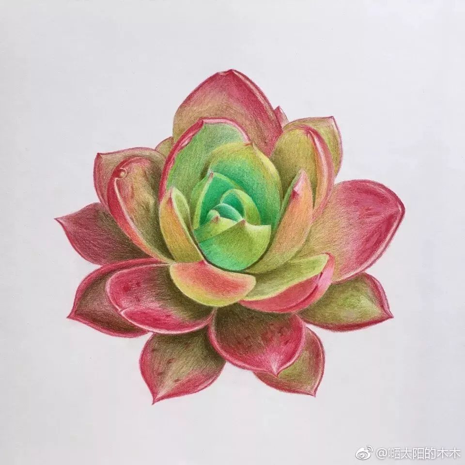 彩铅画入门教程 彩铅花卉欣赏及步骤教程